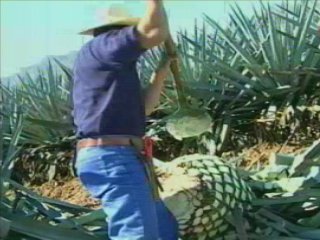 TRABAJO (4)  GANADO